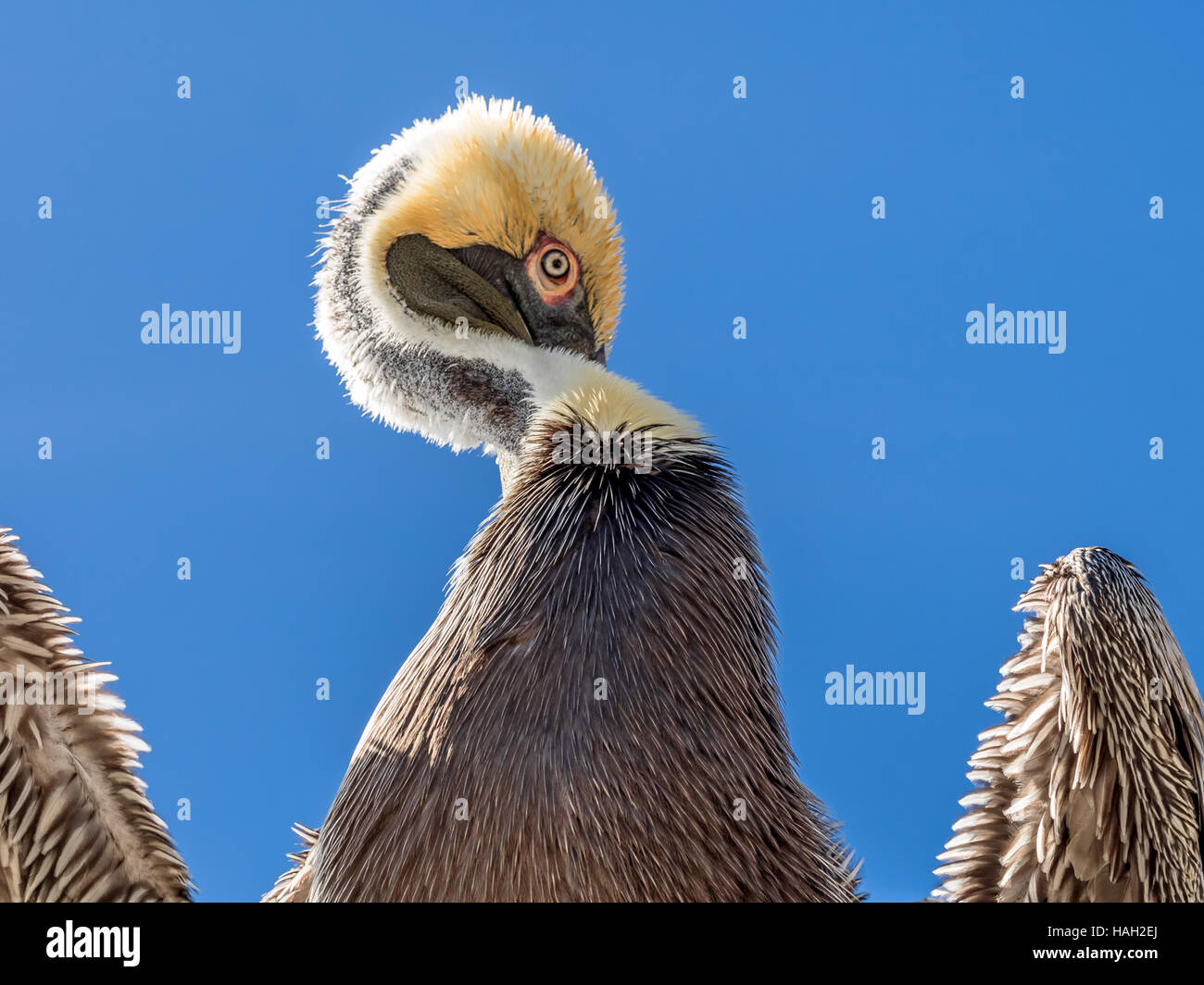 Comical view of a Brown Pelican hiding his beak behind his body. Stock Photo