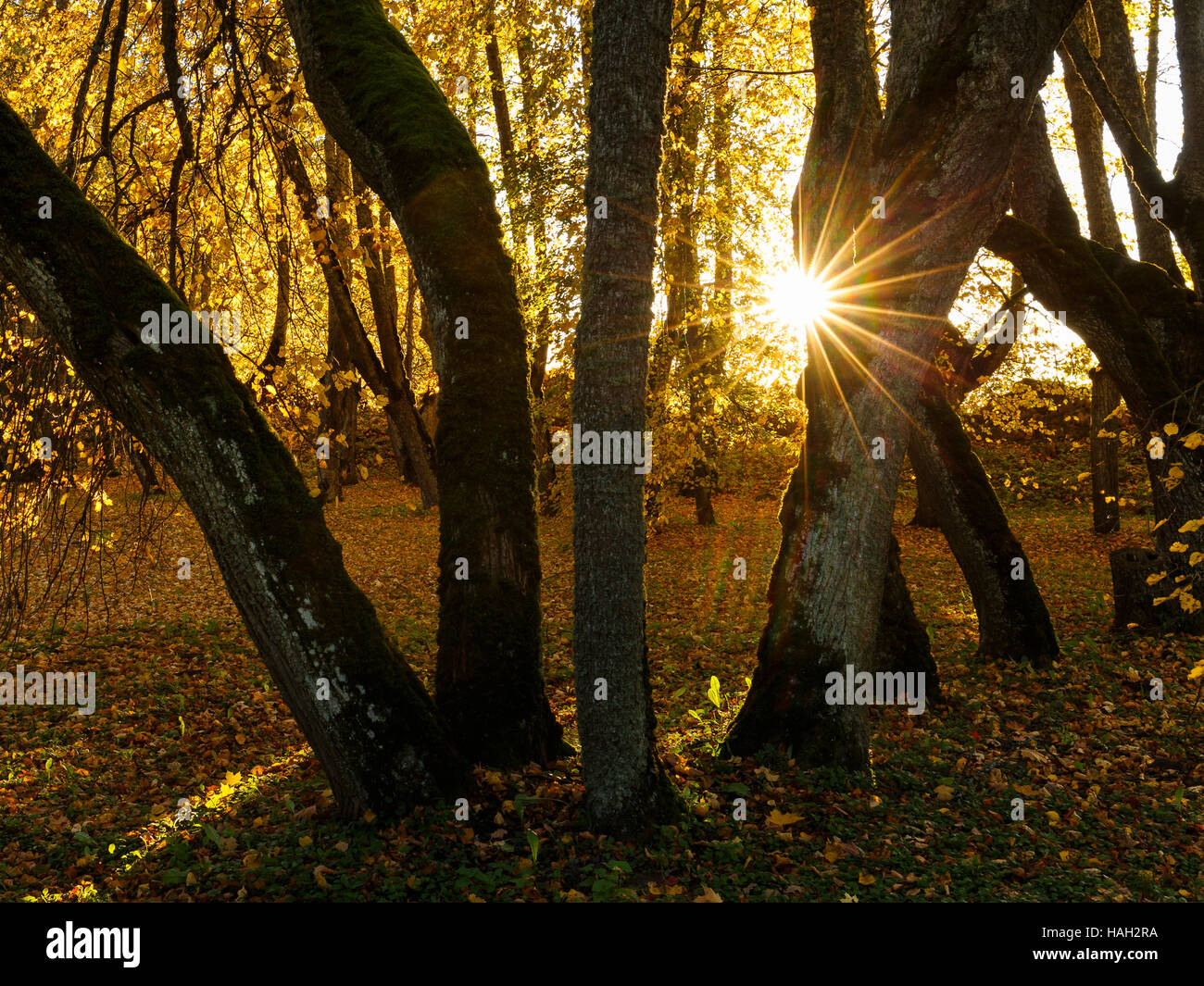 Tilia stem hi-res stock photography and images - Alamy