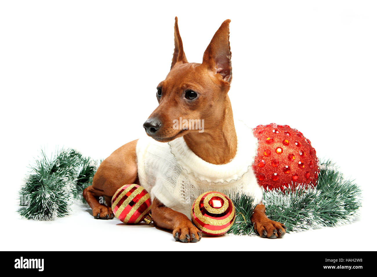 Brown Miniature Pinscher lying down in front of white background Stock Photo
