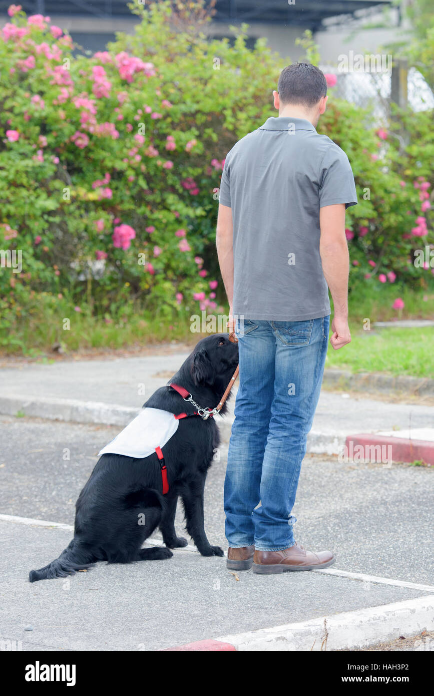 dog trainer and his dog Stock Photo