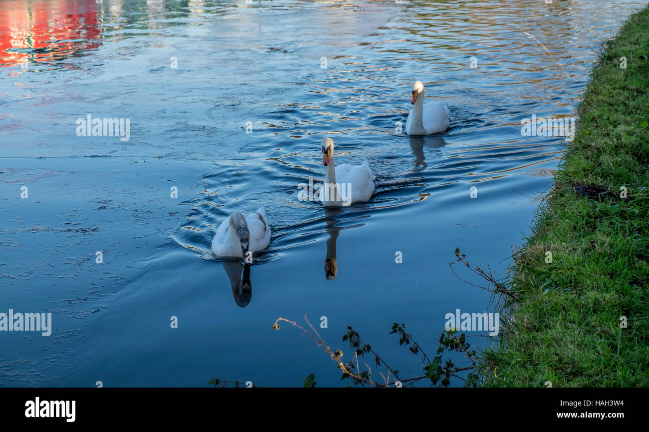 Three cygnets swimming in a line down the Leeds Liverpool canal. Stock Photo
