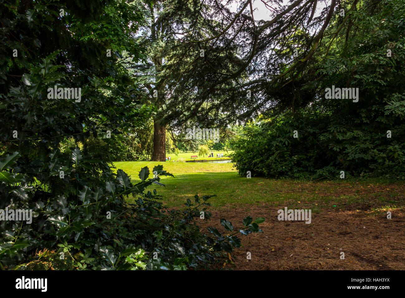 A woodland path leading up to gardens Stock Photo - Alamy