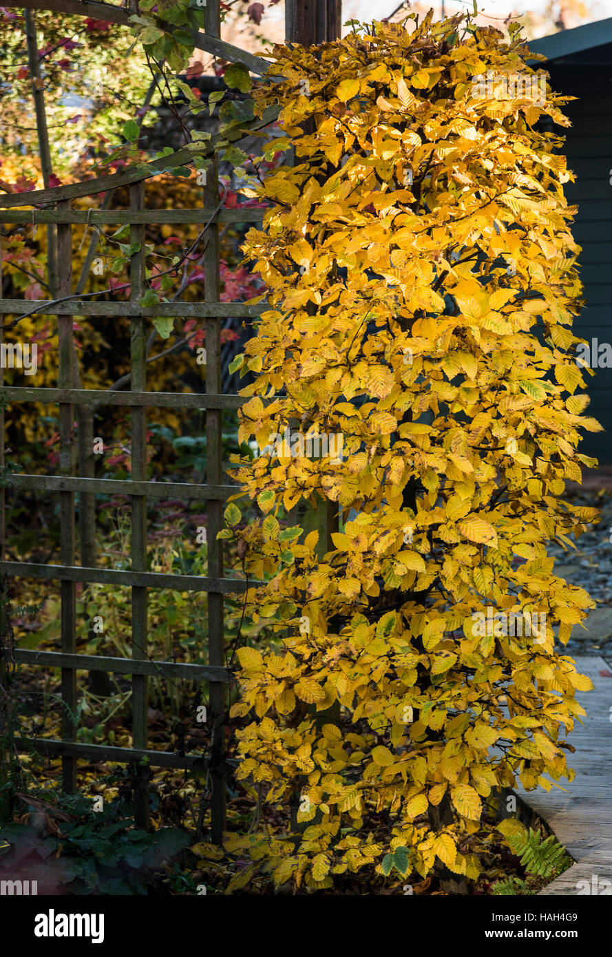 Carpinus betulus Hornbeam. Betulaceae. Trimmed and shaped into a coloumn. Stock Photo