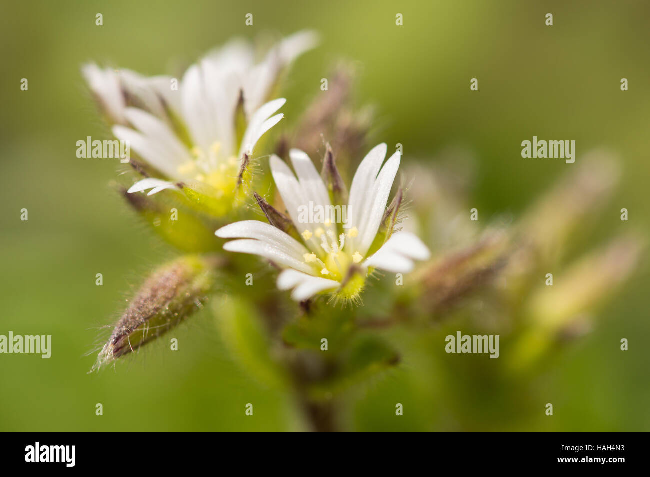 A close-up of Mouse-ear Chickweed (Cerastium fontanum) flowers. Stock Photo