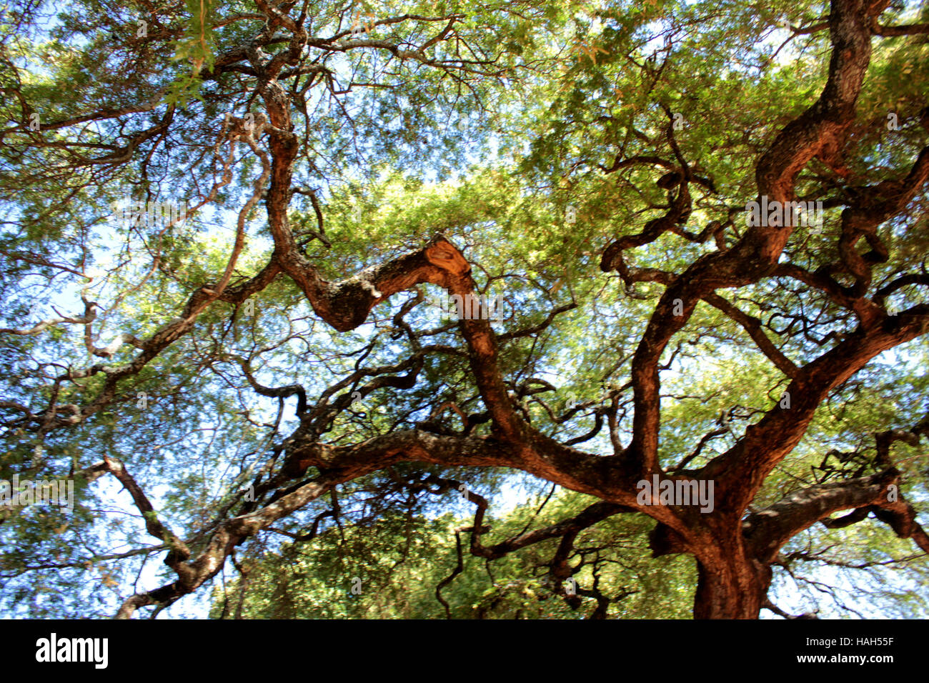 Gum Arabic tree in Moroto district, Uganda Stock Photo Alamy