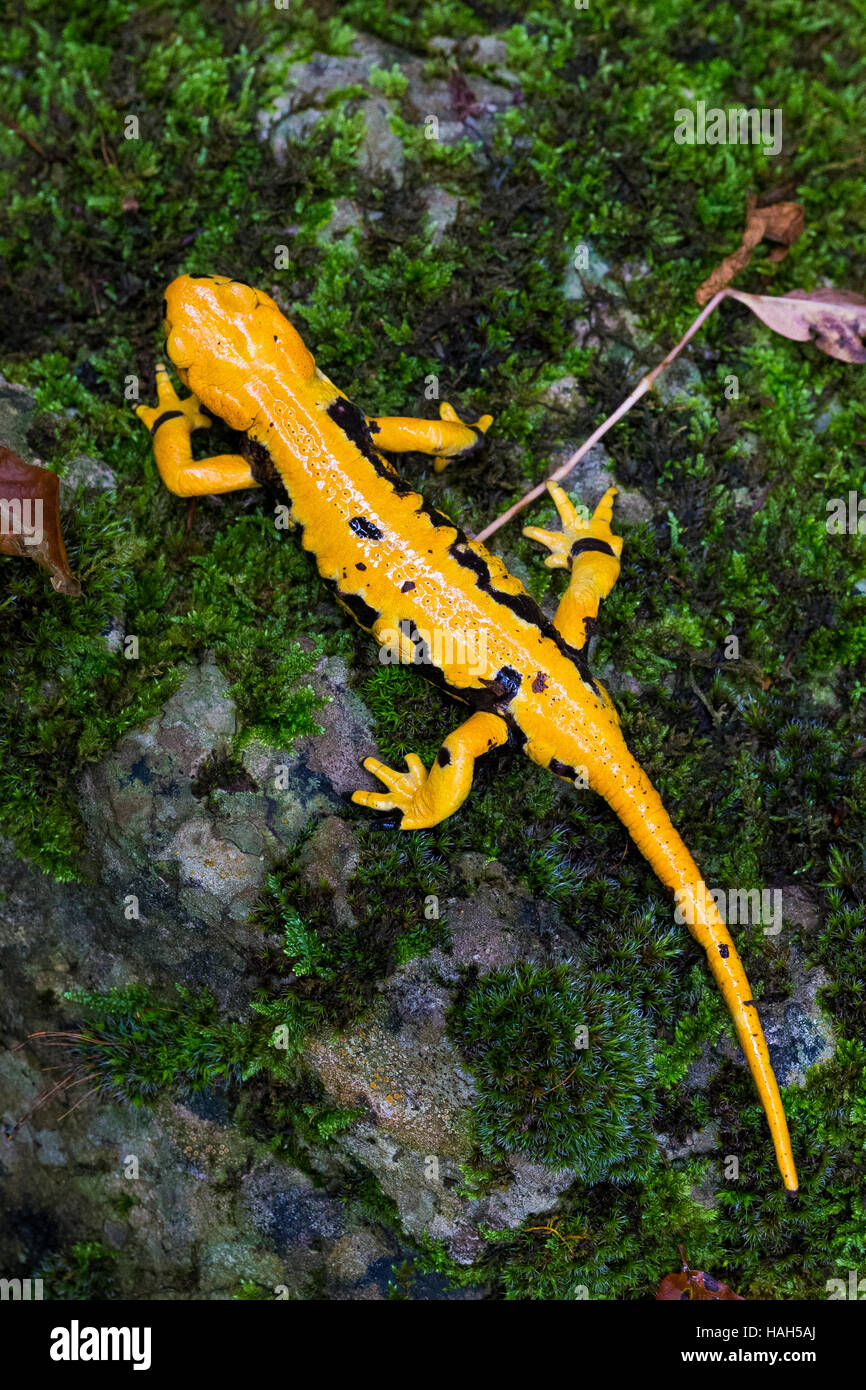 Fire Salamander (Salamandra salamandra gigliolii), adult on the ground view form top Stock Photo