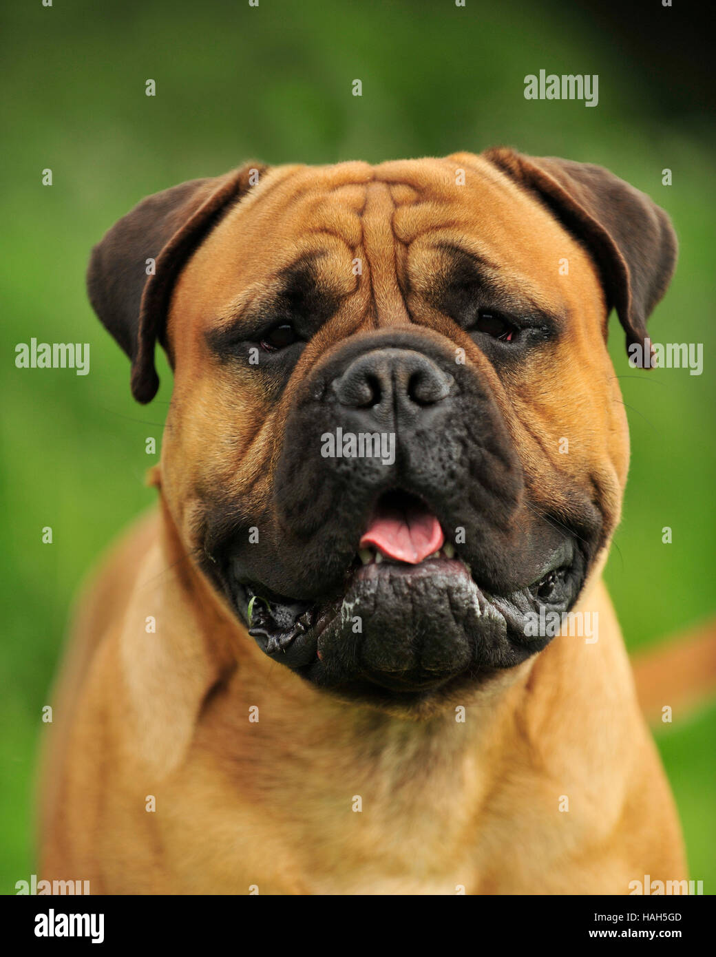 bullmastiff male Stock Photo: 126996701 - Alamy