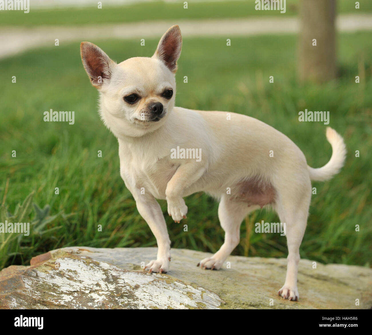 chihuahua smooth coated Stock Photo Alamy