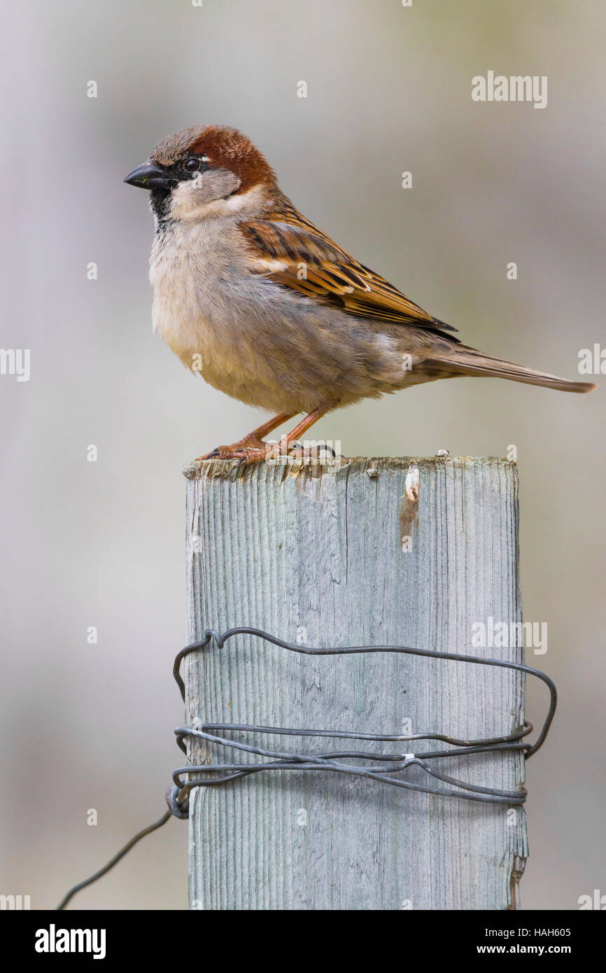 Passer domesticus passeridae hi-res stock photography and images - Alamy