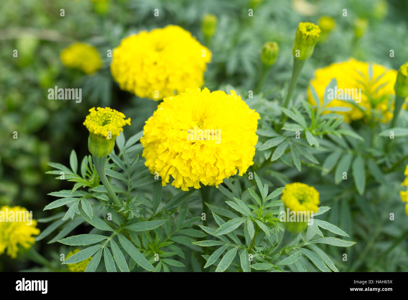 The marigolds in park. Stock Photo