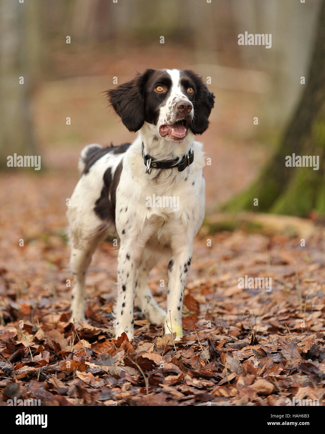 Deutsche Wachtelhund Stock Photo Alamy