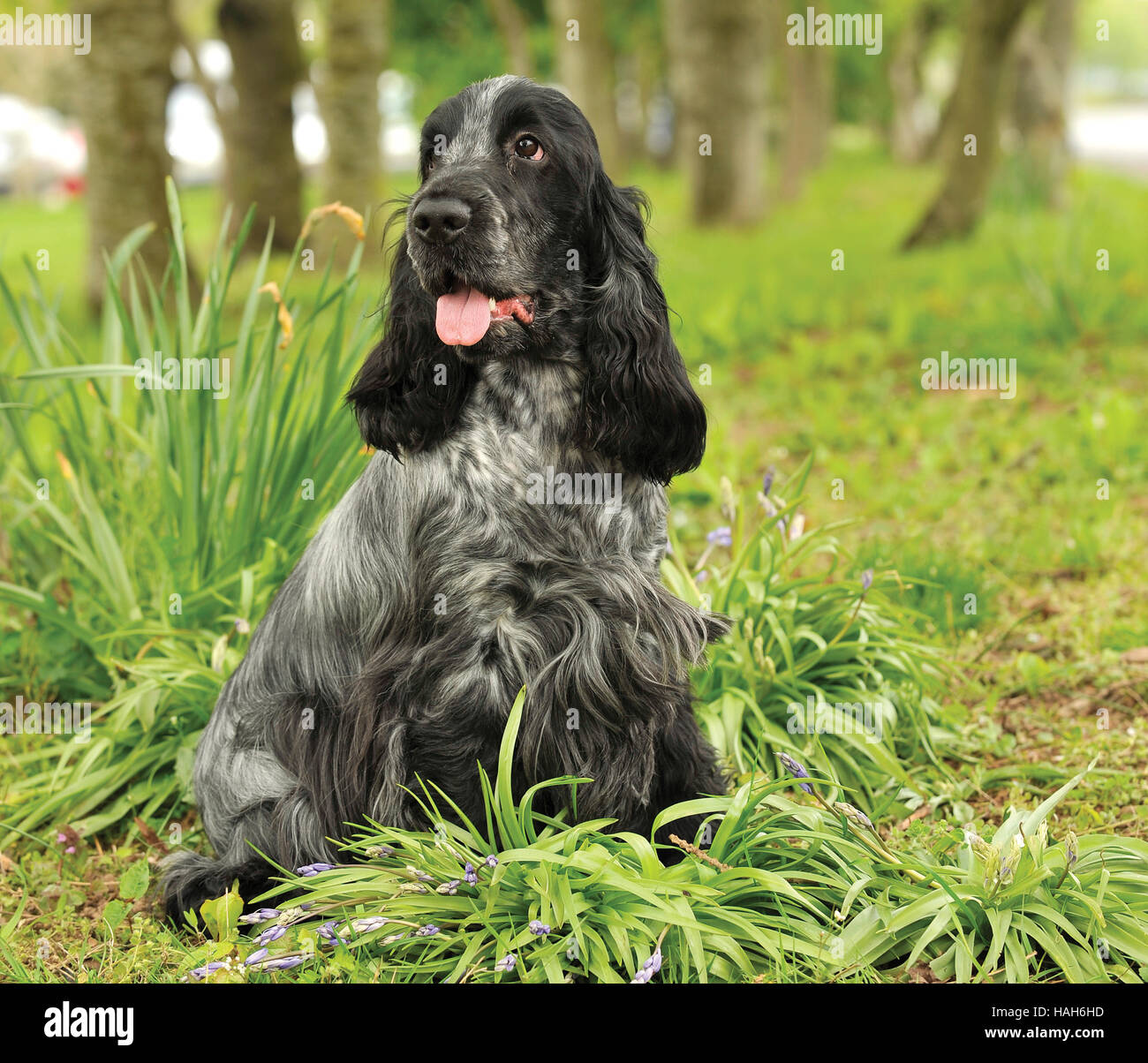 blue roan english cocker spaniel sat in spring woods Stock Photo Alamy