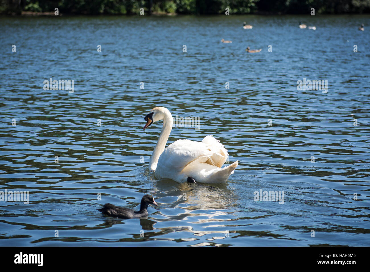 Swan swimming in lake Stock Photo