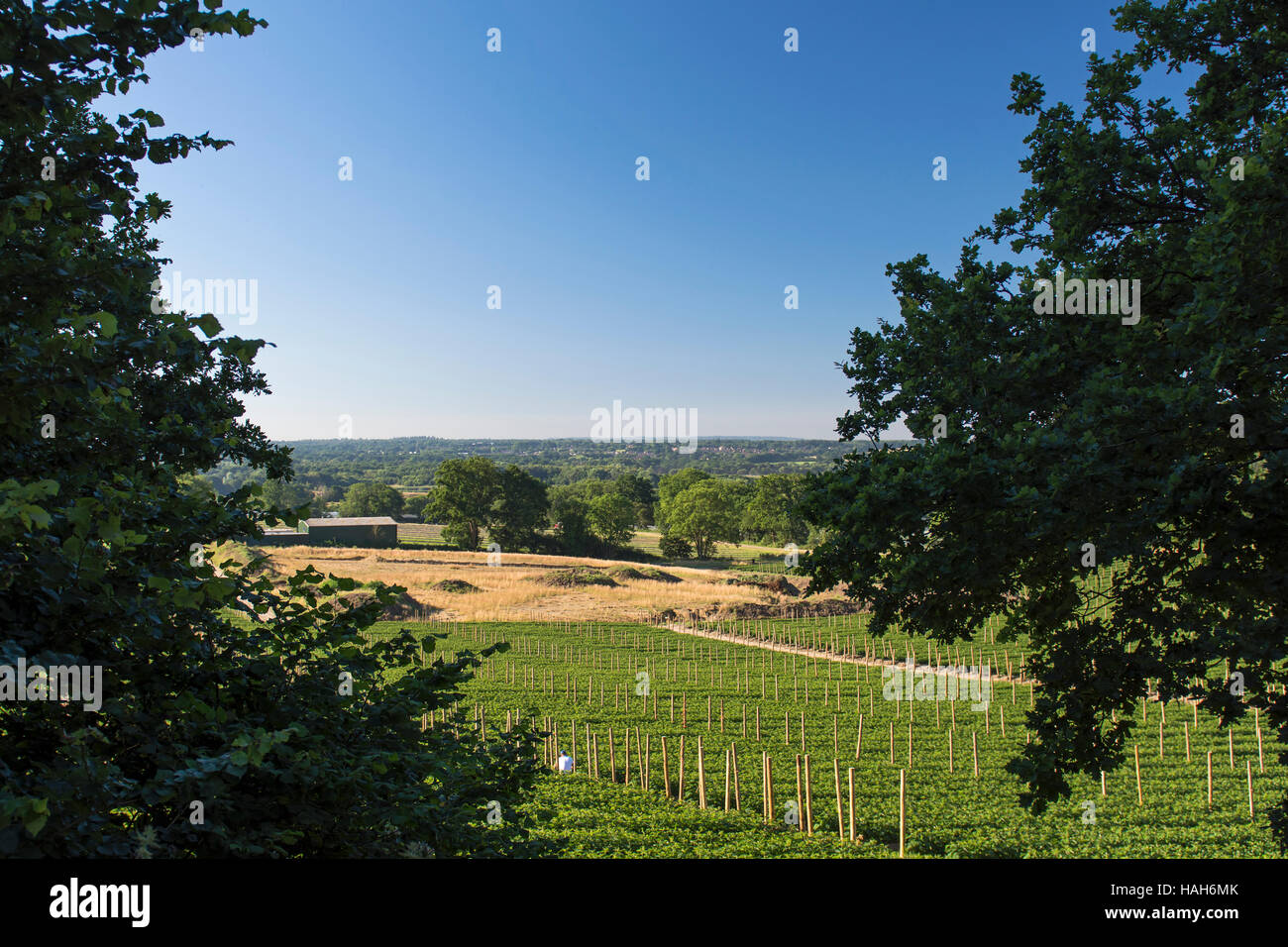 Hot summer sunny day farm hi-res stock photography and images - Alamy