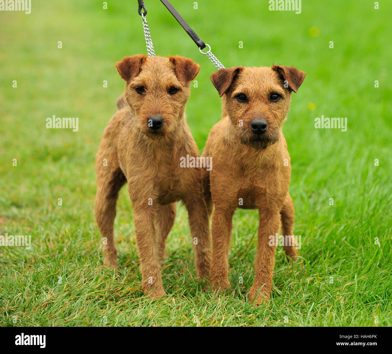 working lakeland terrier puppies for sale