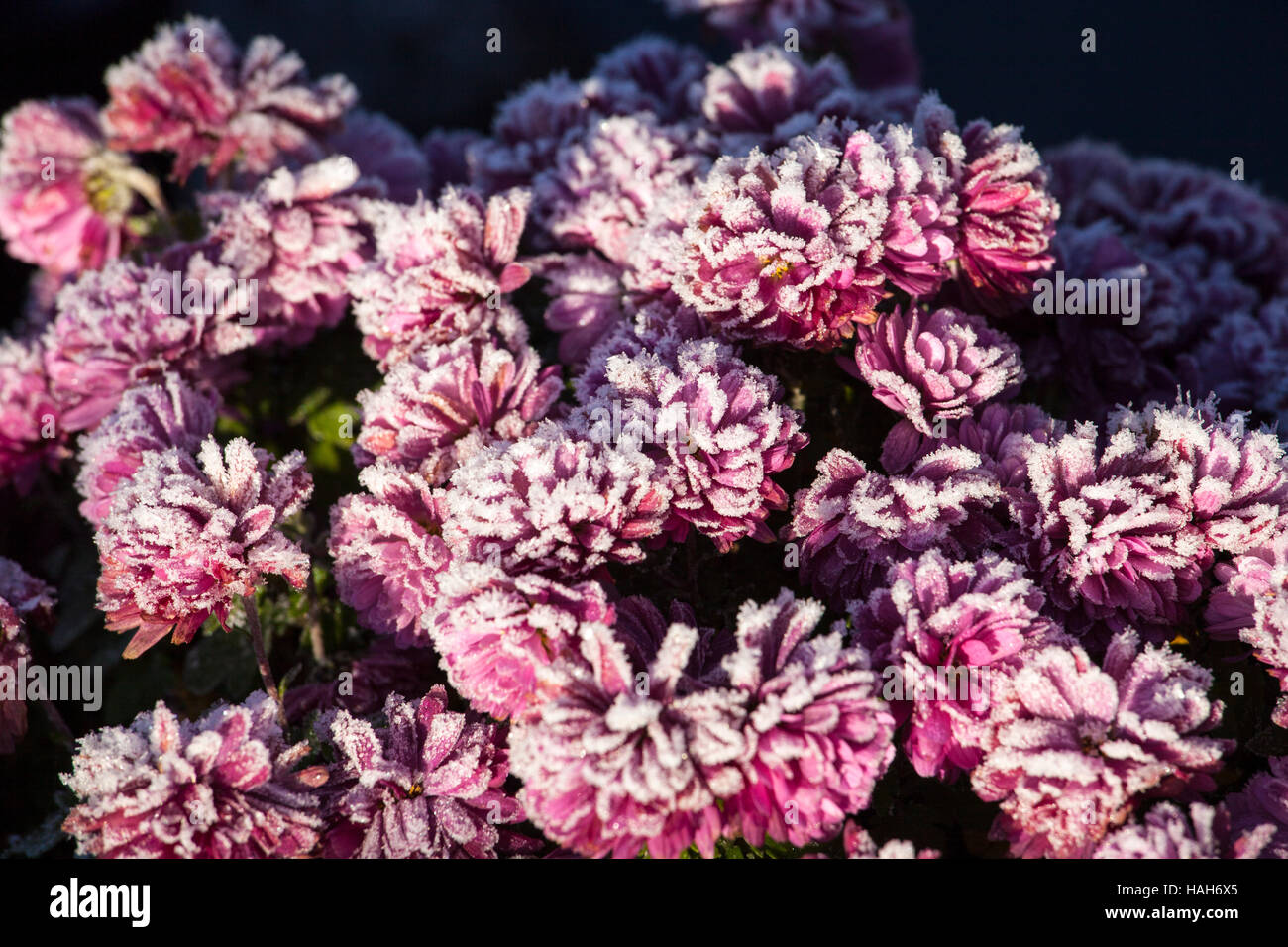 pink flower with frost Stock Photo - Alamy