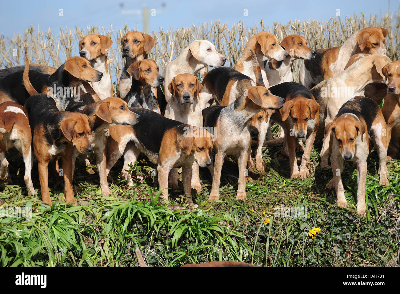 Old sales english hound