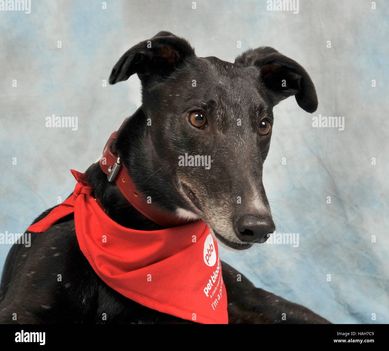 greyhound blood bank donor Stock Photo Alamy