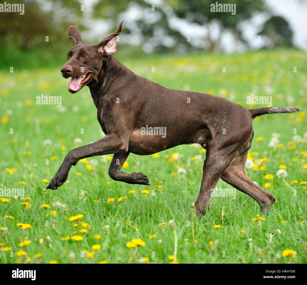 Dog Running Through Flowers Stock Photos Dog Running Through