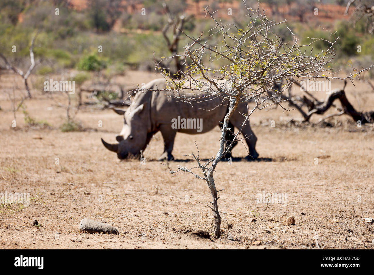 blur in south africa kruger wildlife nature reserve and wild rhinoceros Stock Photo Alamy