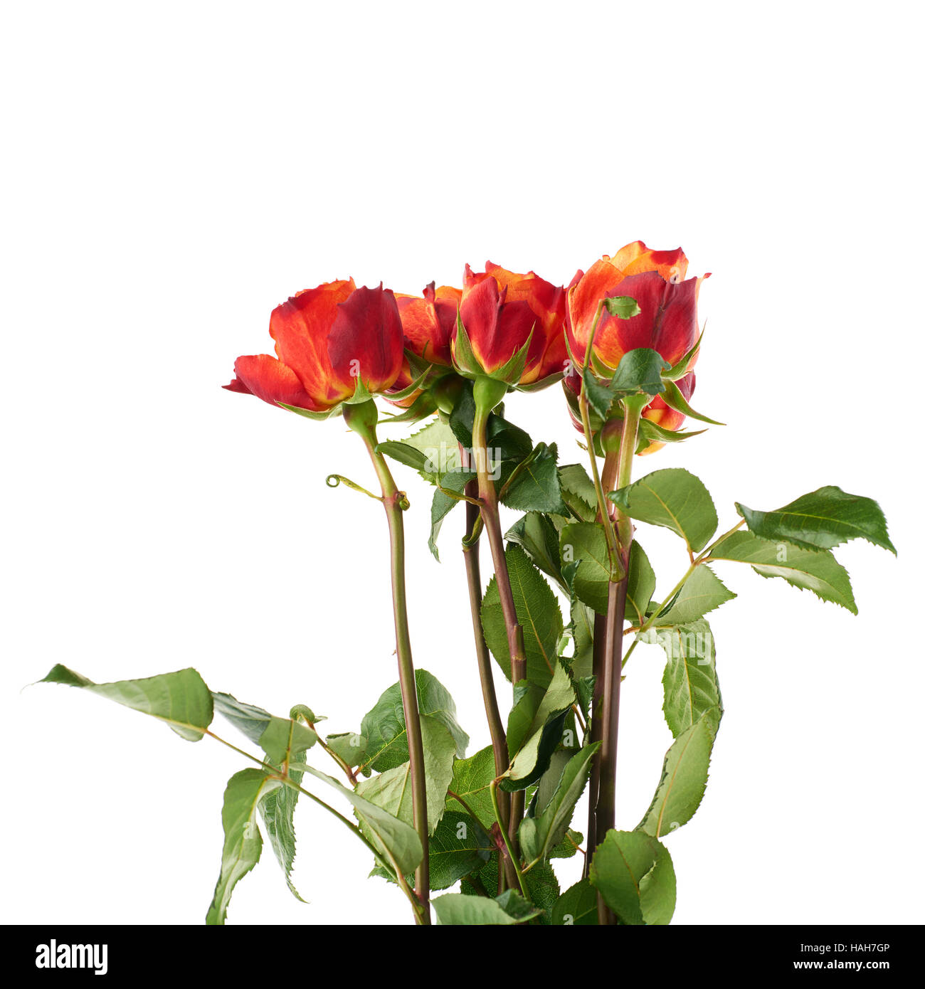 Fresh roses over the white isolated background Stock Photo - Alamy