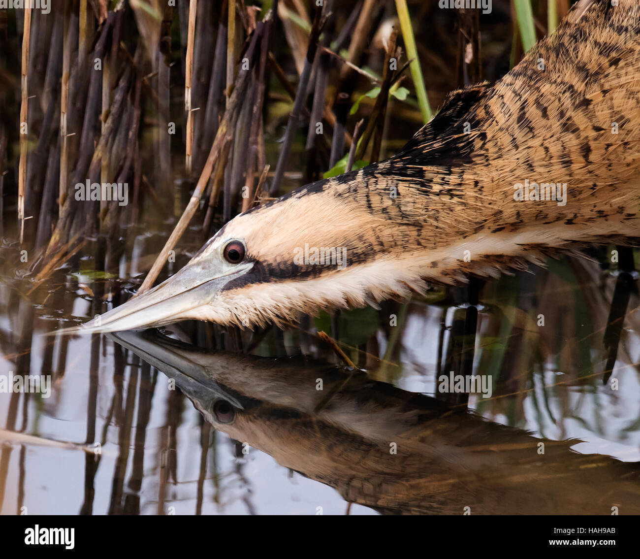Bittern Stalking In Reed Bed High Resolution Stock Photography and ...