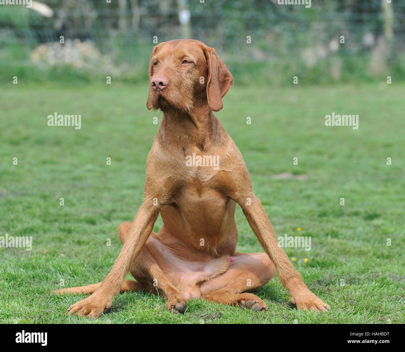Funny vizsla store pictures