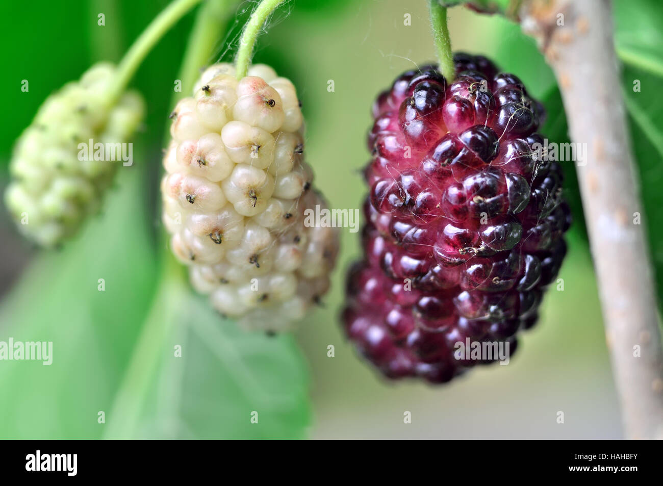 Mulberry tree hires stock photography and images Alamy