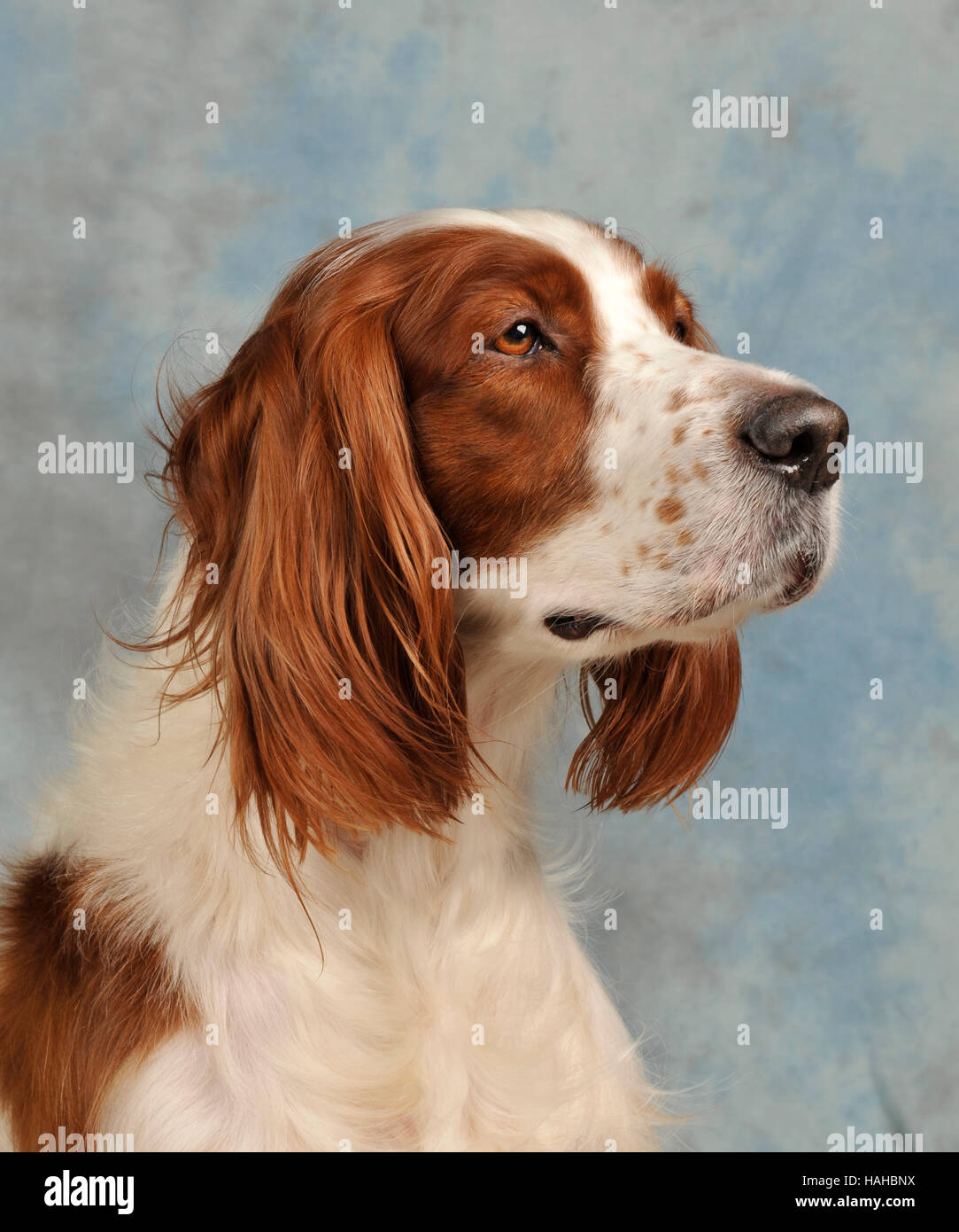 irish red and white setter Stock Photo Alamy
