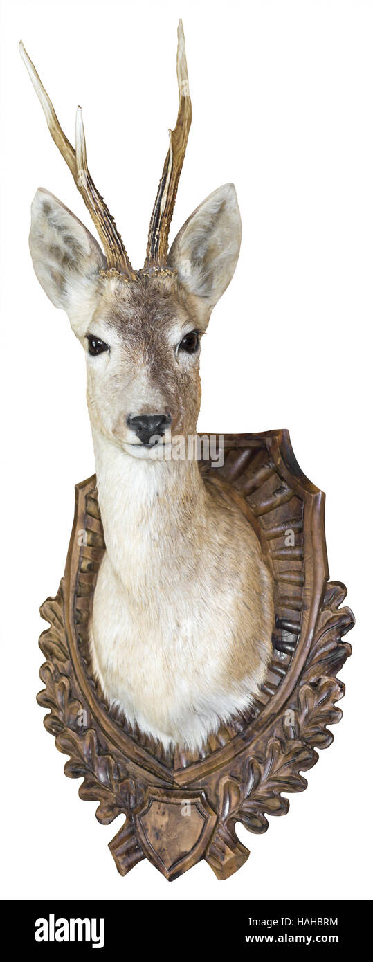 Roe Deer buck hunting trophy Isolated with Clipping Path Stock Photo