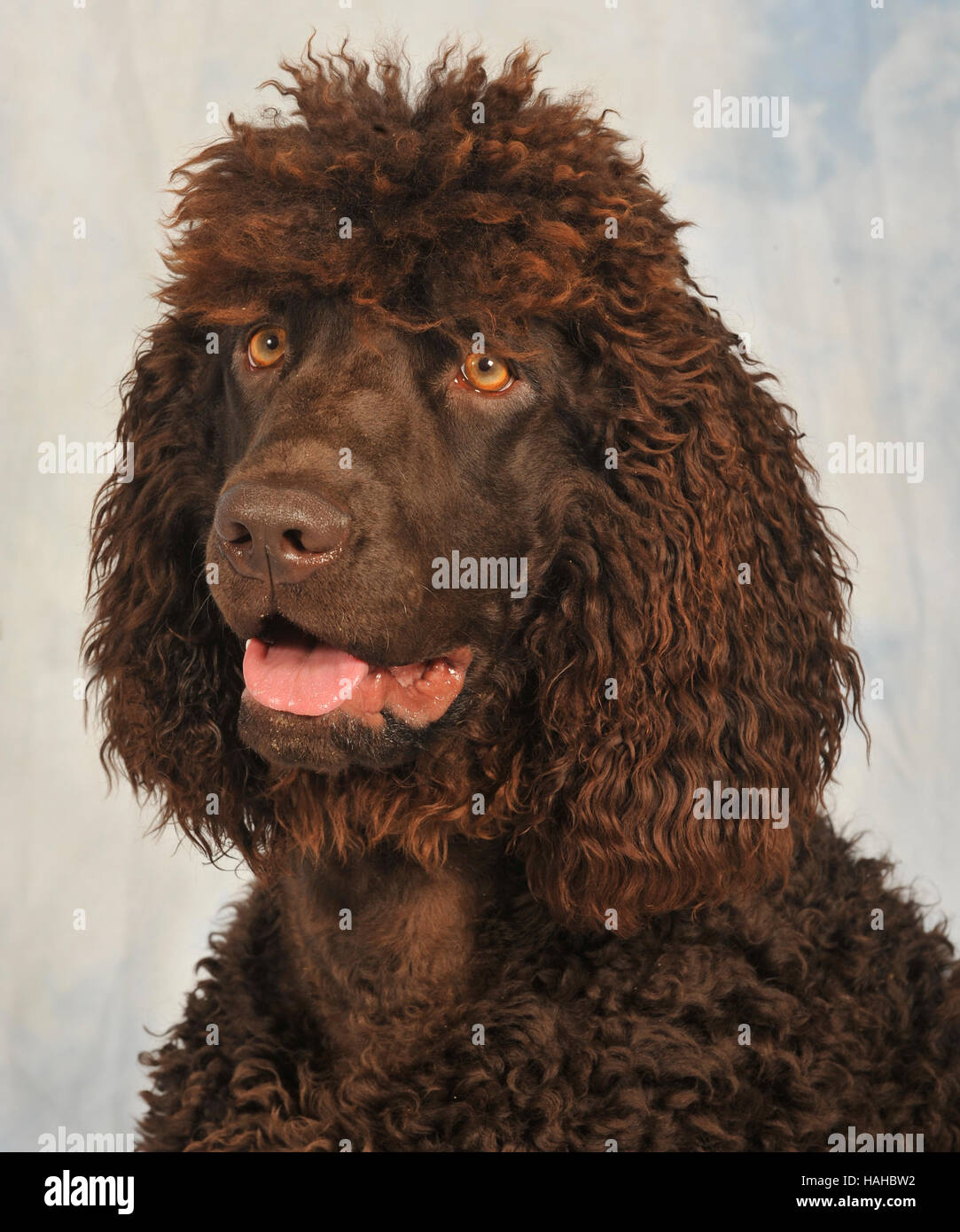 irish water spaniel dog Stock Photo - Alamy