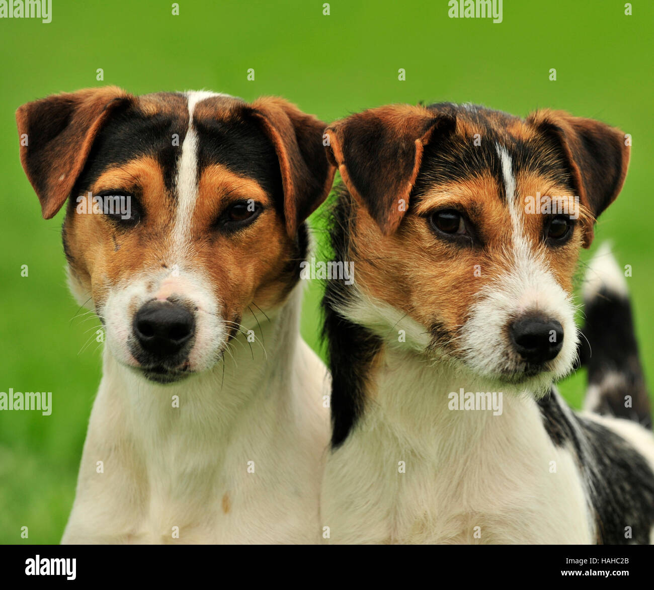Tri Colour High Resolution Stock Photography and Images Alamy