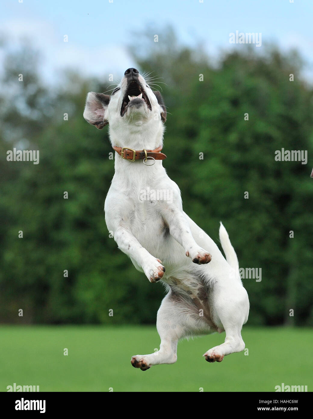 jumping jack russell Stock Photo Alamy