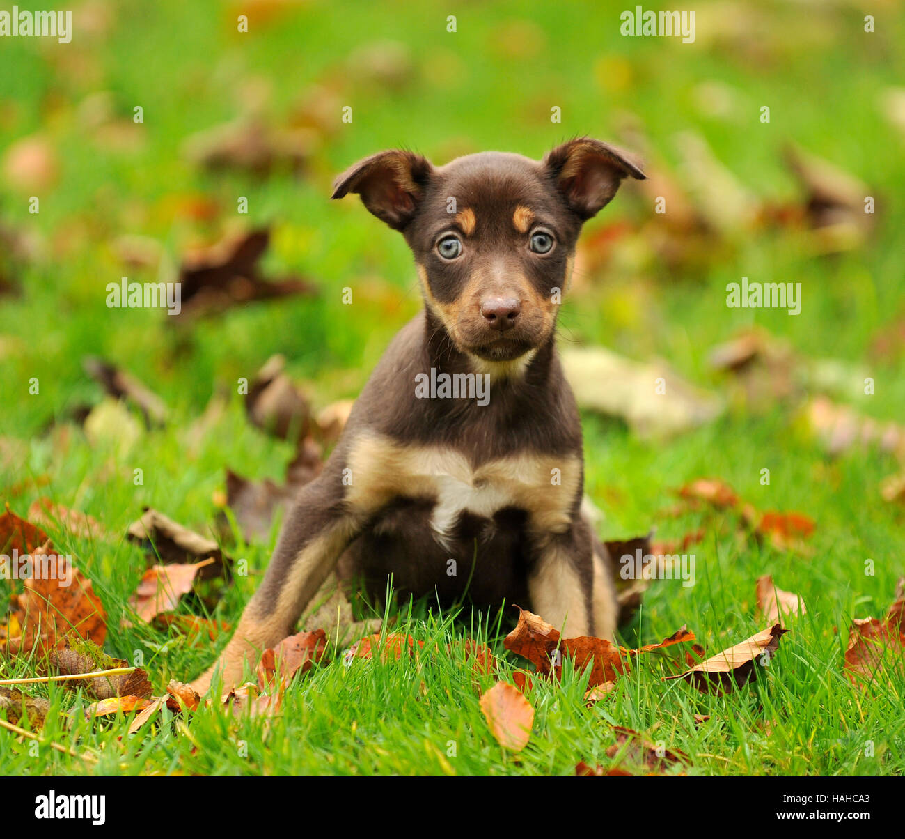 australian kelpie puppy Stock Photo Alamy