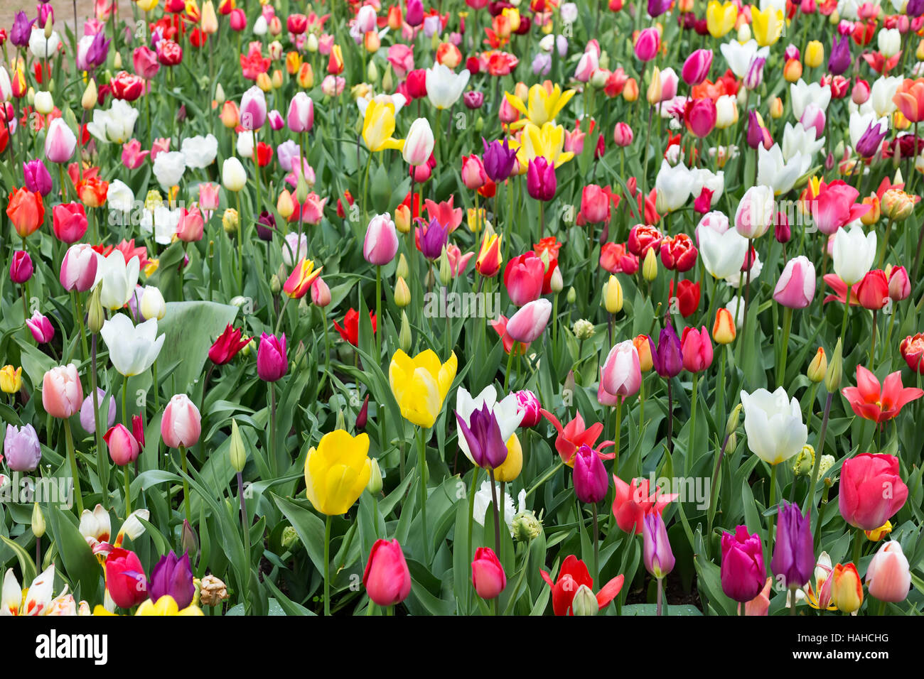 Tulips in Keukenhof park. Netherlands Stock Photo - Alamy