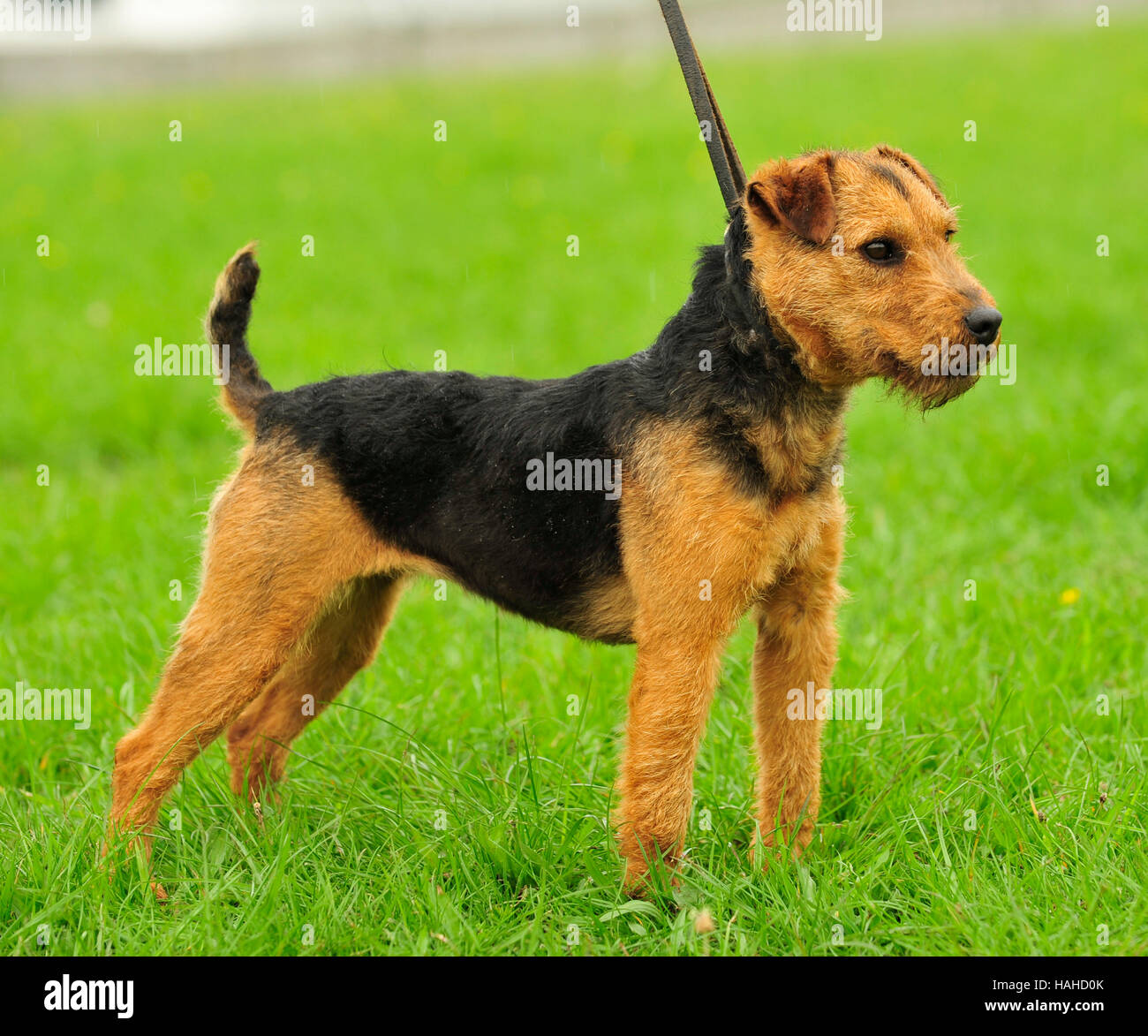 lakeland fell terrier Stock Photo Alamy