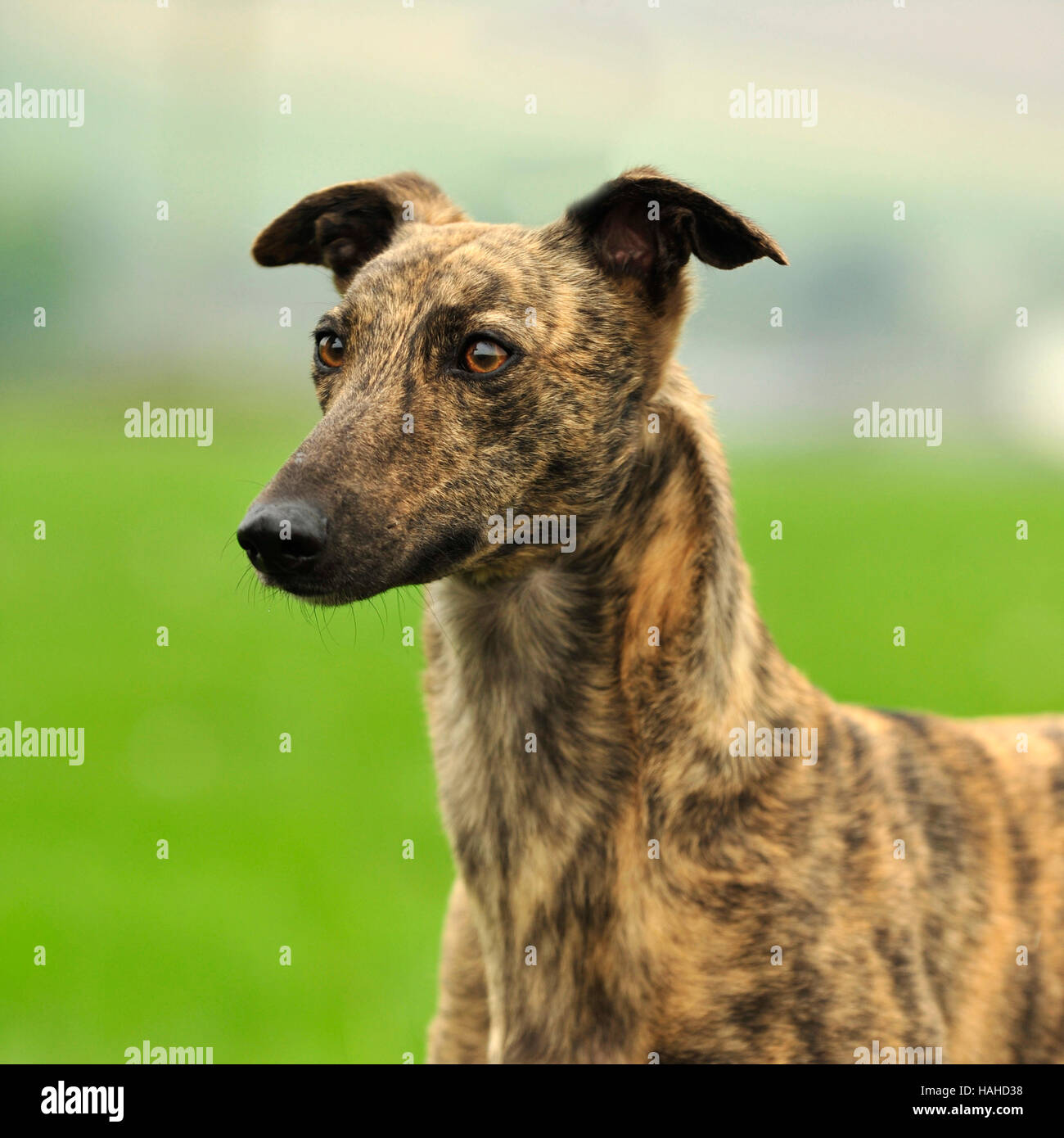 Greyhound Lurcher High Resolution Stock Photography and Images Alamy