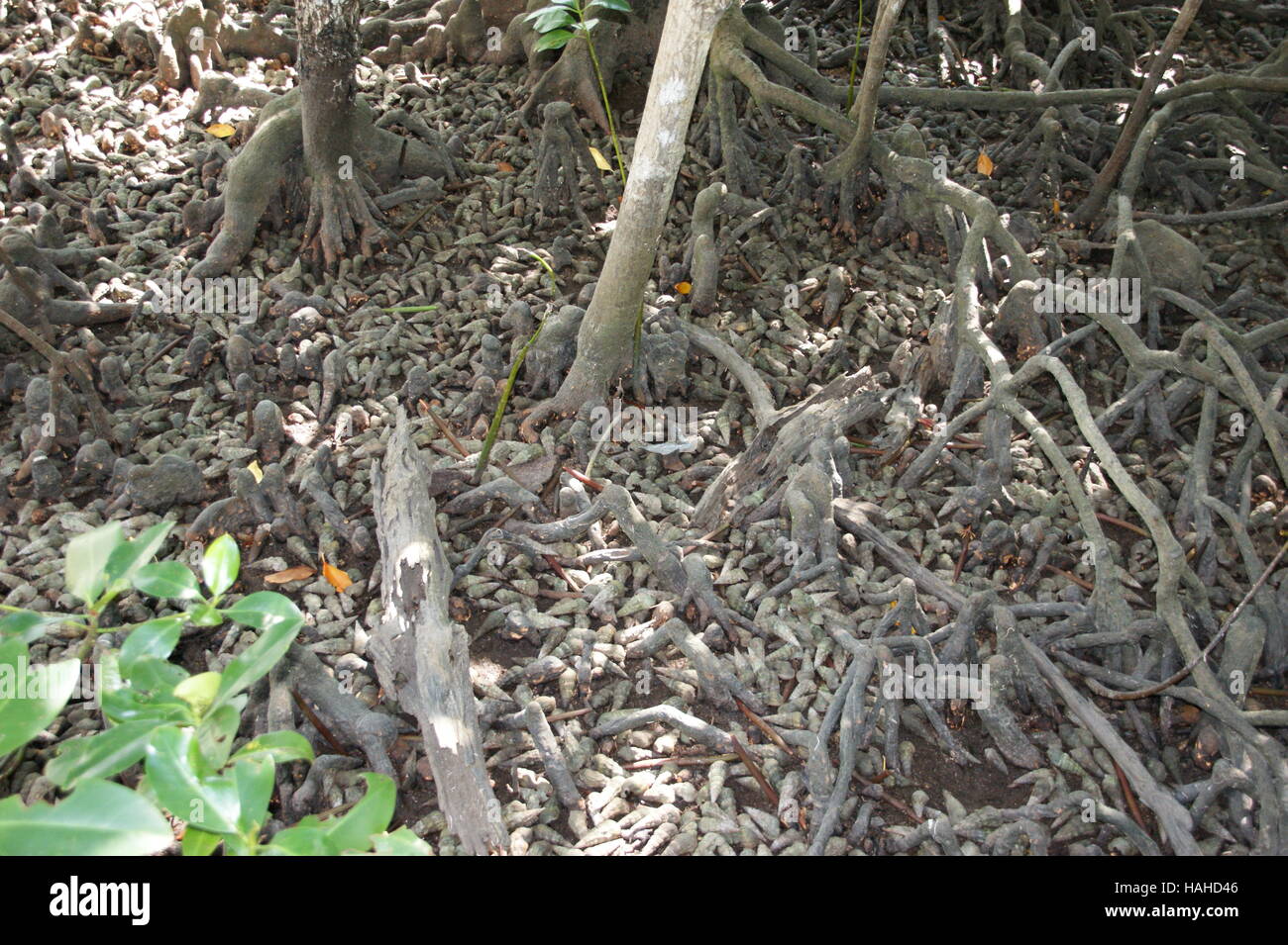 A lot of sea shells between mangrove roots. Seychelles, Curieuse Island, Indian ocean Stock Photo