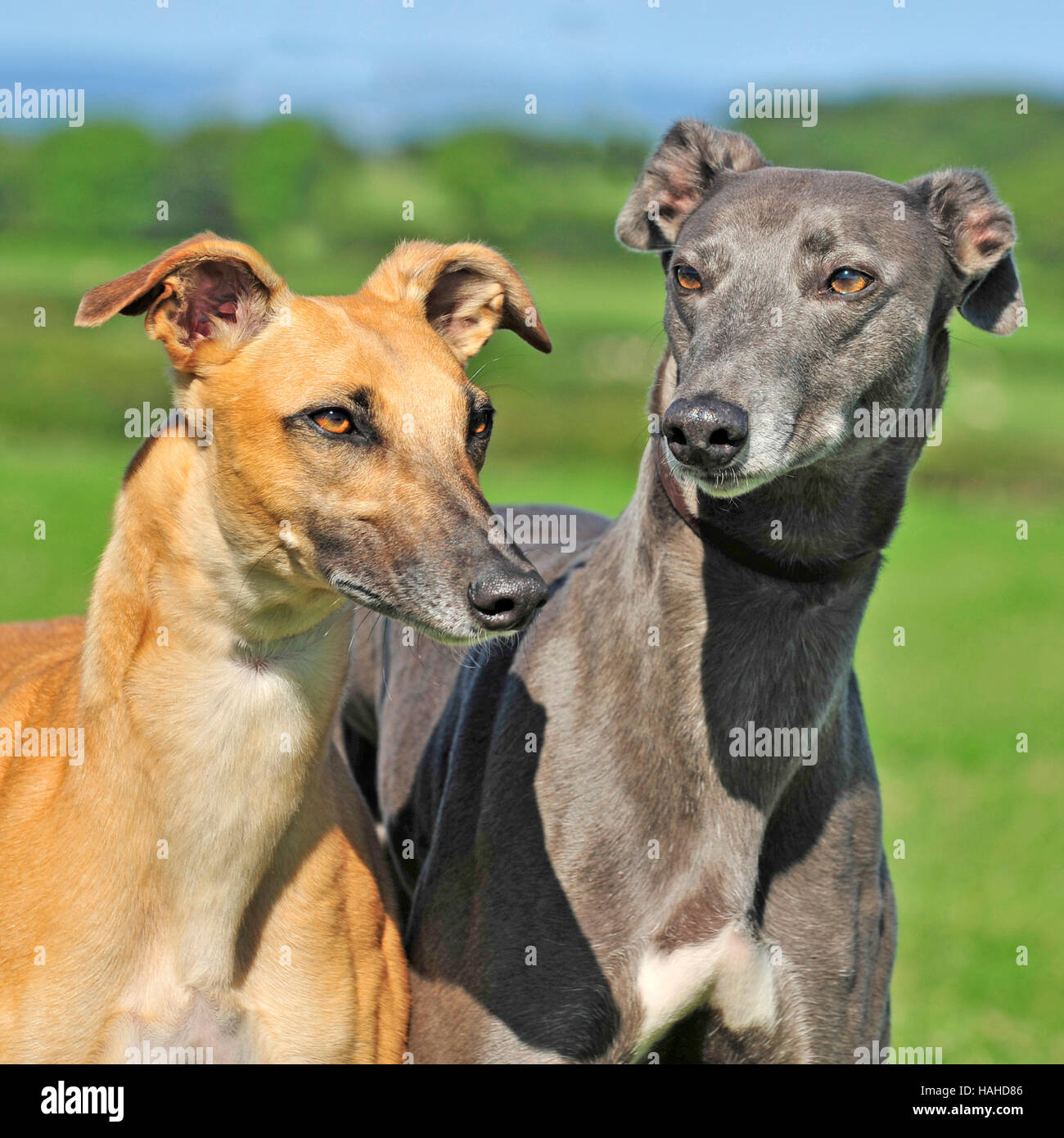 Whippet Greyhound Lurcher Stock Photos Whippet Greyhound Lurcher