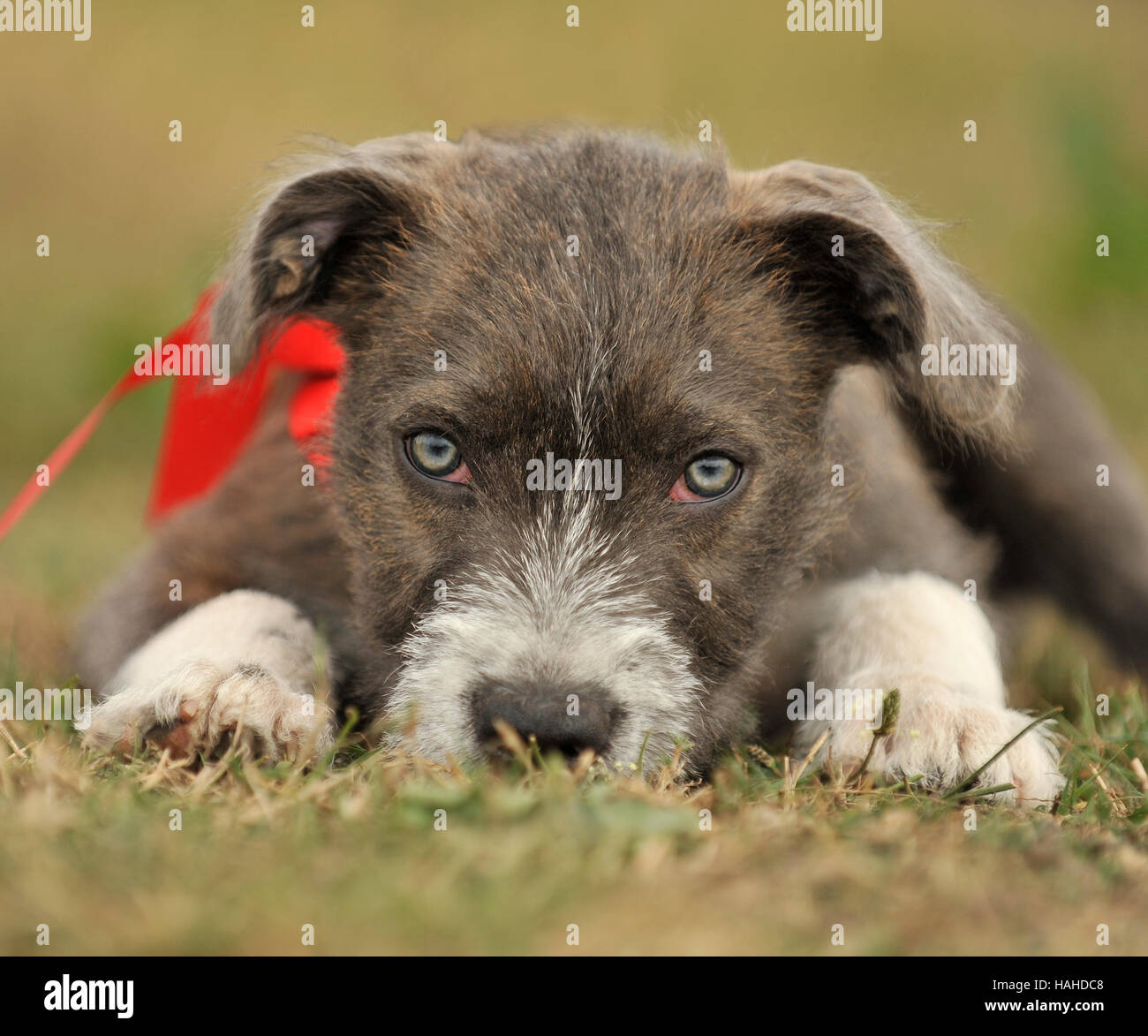 bull terrier x jack russell