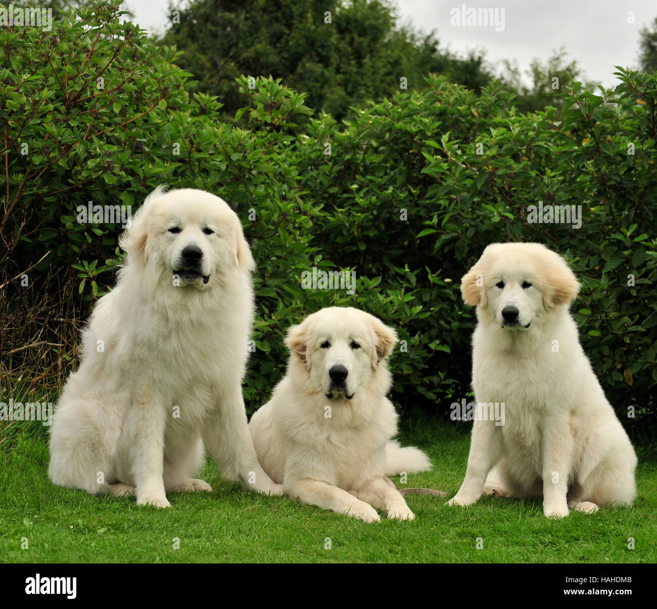 pyrennean mountain dogs with puppy uk Stock Photo Alamy