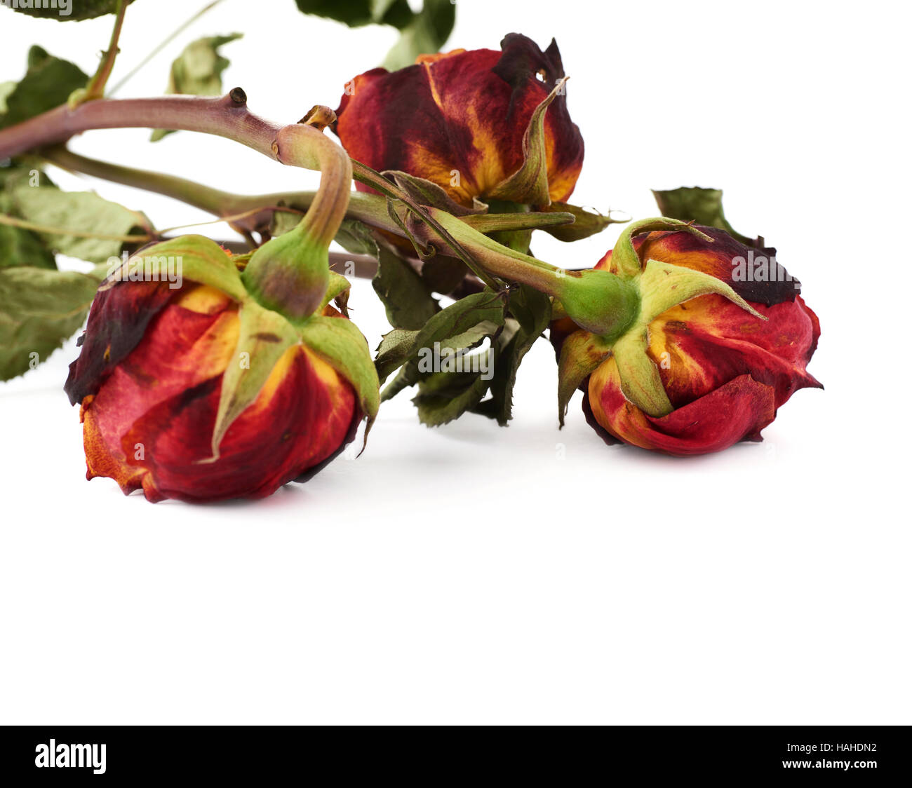 Three dried roses over the white isolated background Stock Photo Alamy