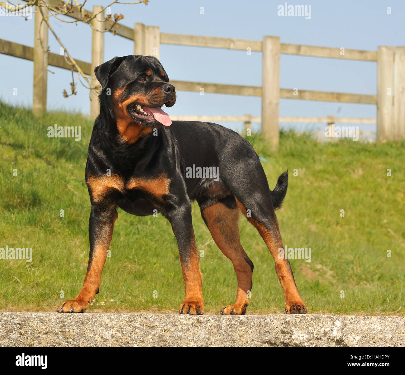 rottweiler full tail