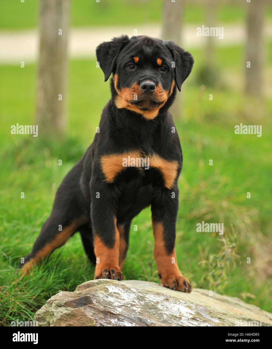 longhaired rottweiler puppy Stock Photo - Alamy