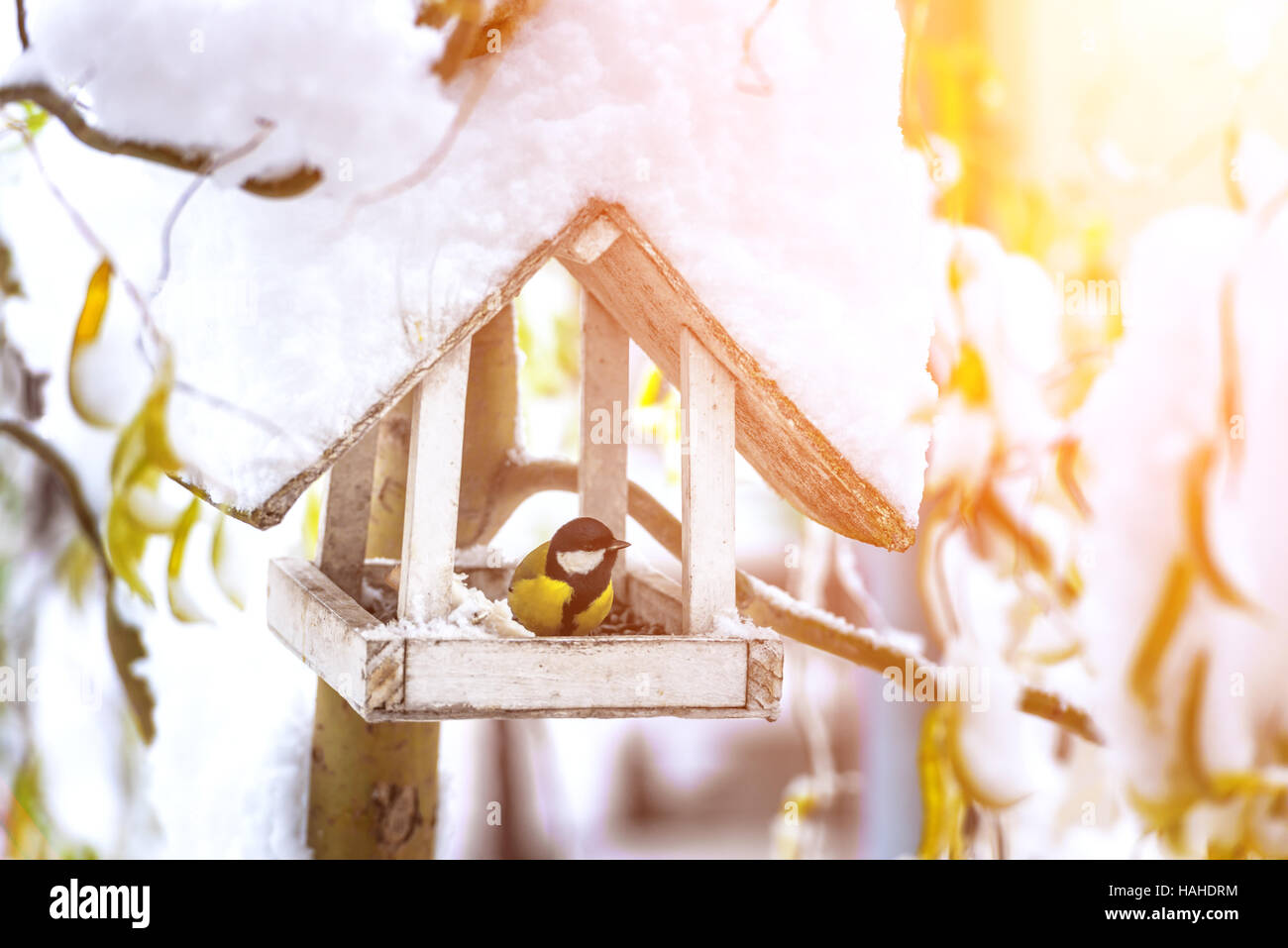 small bird on feedbox close up Stock Photo