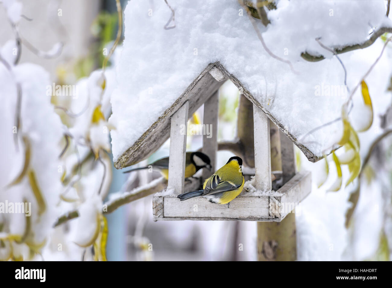 small bird on feedbox close up Stock Photo