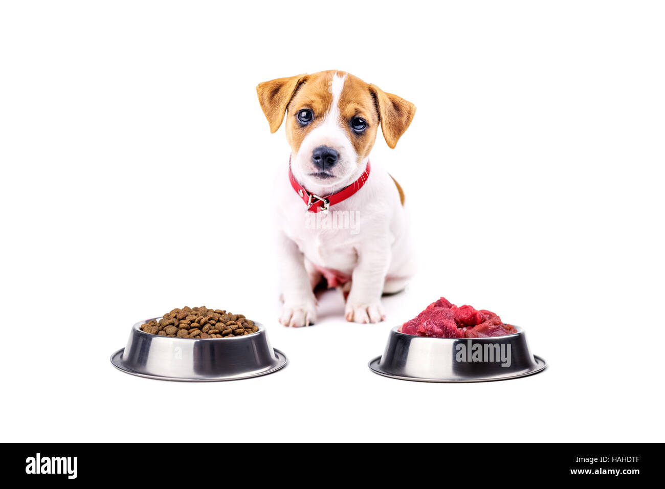 jack russel puppy with food isolated on white Stock Photo