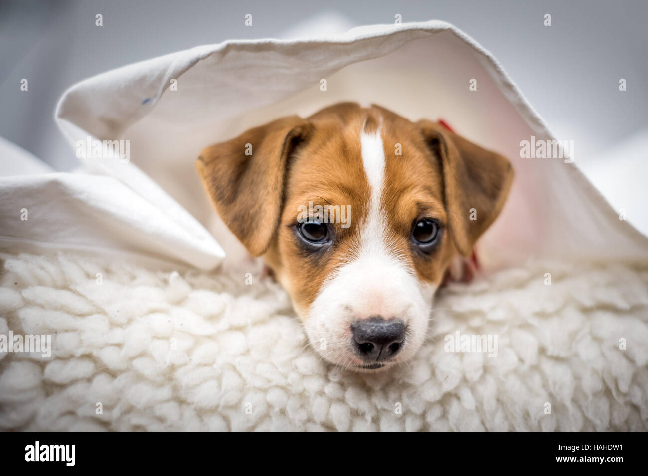 Page 7 - Friend On The Carpet High Resolution Stock Photography and Images  - Alamy