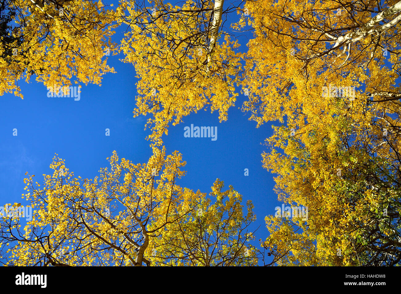 Trees looking up leaves hires stock photography and images Alamy