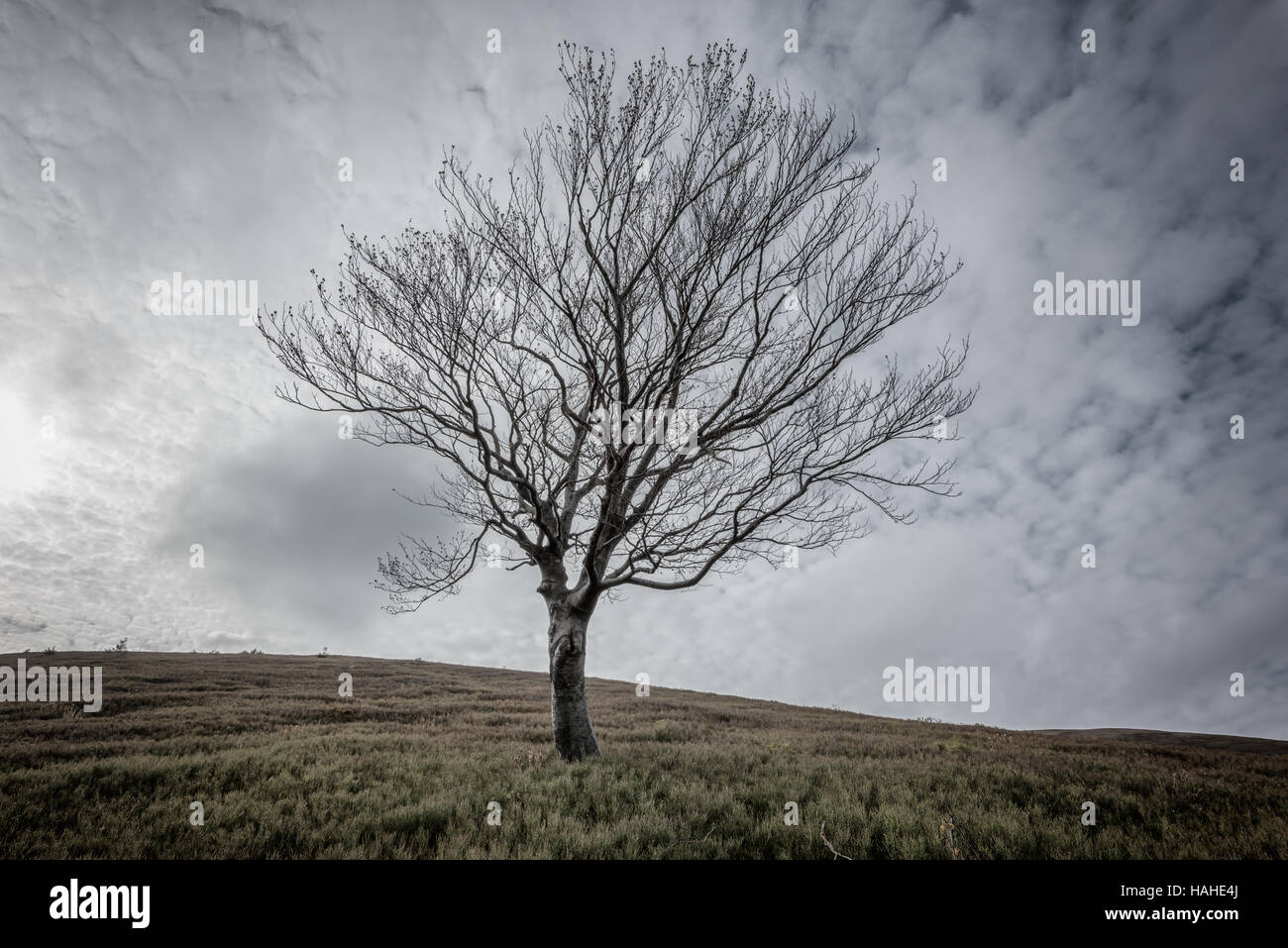 alone tree and cloudy sky Stock Photo - Alamy